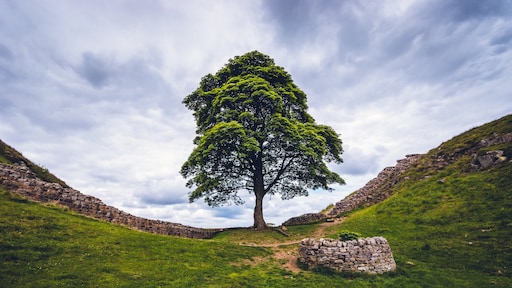 Ruim vier jaar cel voor mannen die iconische Engelse boom omhakten