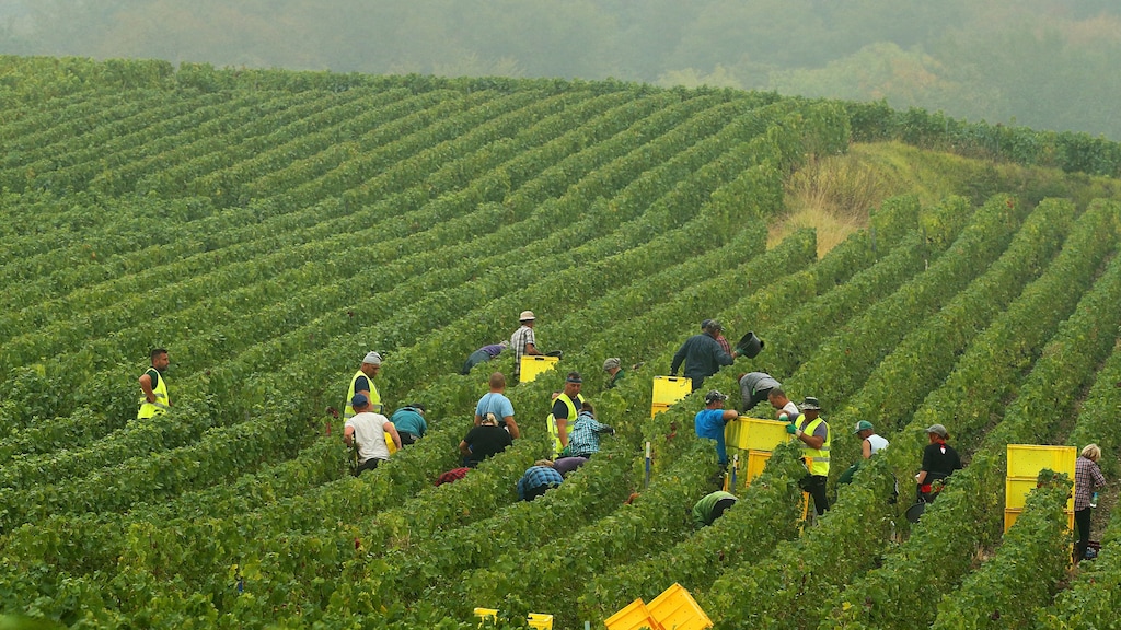 Mensonterende omstandigheden bij druivenpluk: de donkere kant van champagne