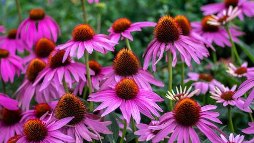 Zomerbloeier: alles wat je moet weten over de rode zonnehoed (Echinacea purpurea)
