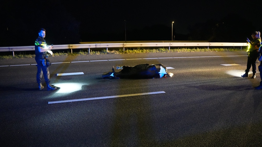 Loslopende koe op A28 bij Zwolle doodgereden, bestuurder lichtgewond