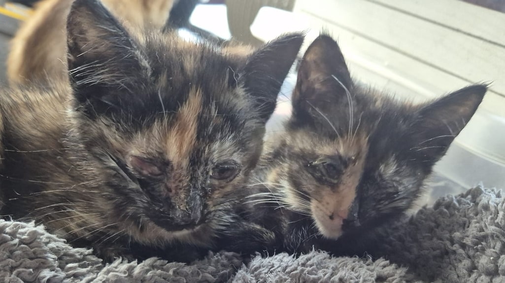 20 kittens zijn ernstig ziek gevonden.