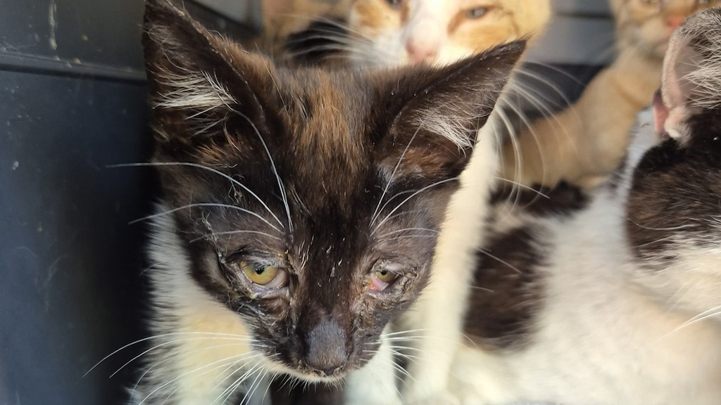 63 katten in ernstig vervuilde woning Nijkerk: 'Vrouw met veel liefde voor dieren'