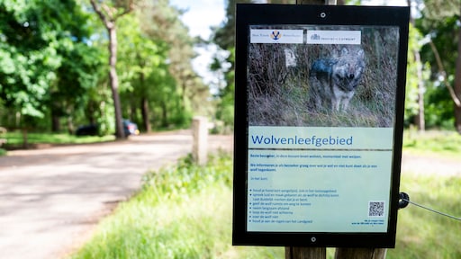 Rechter bepaalt: wolf 'Bram' mag worden doodgeschoten