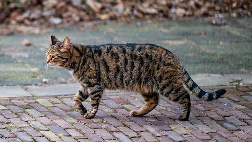 Onthoofde kat bij voordeur in Hoofddorp: 'Wie doet zoiets?'