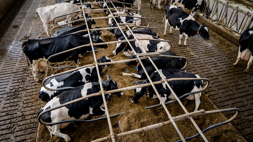 Gedupeerde boeren willen natuurvergunning afdwingen: 'Moeras waarin je steeds verder wegzakt'