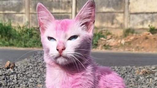 Kat roze geverfd met meubelverf door 'verward' Braziliaans baasje: 'Onaanvaardbaar'