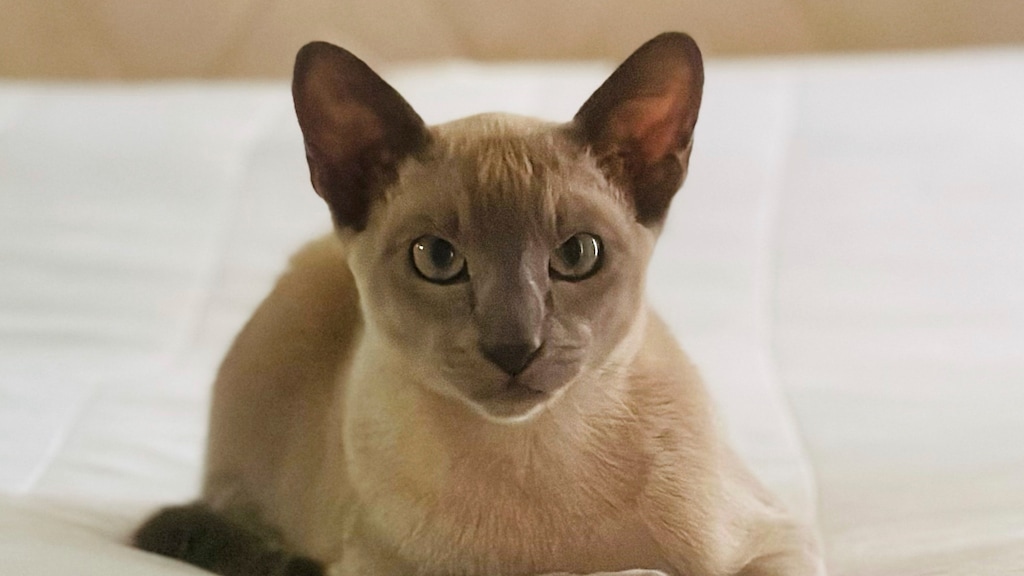 Kat Leo