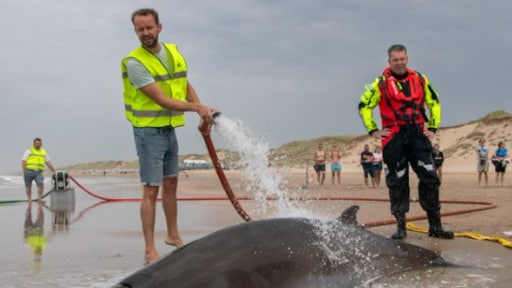 Aangespoelde dolfijnen Heemskerk raakten uit koers, waren niet ziek