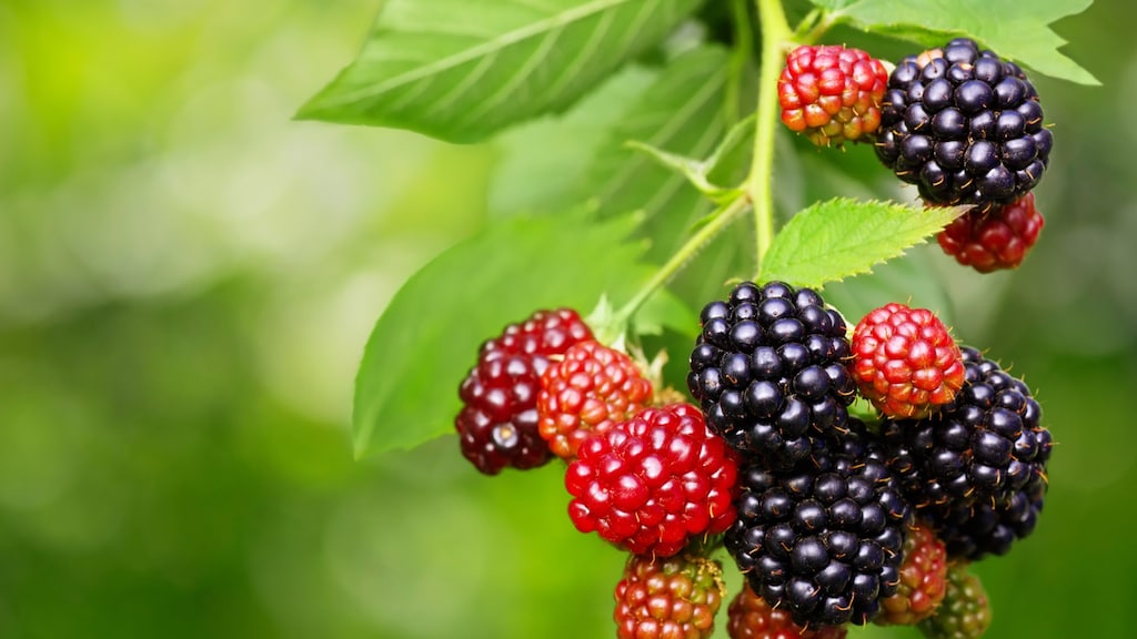 Bramen vol beestjes of vossenlintwormeitjes: veilig plukken doe je zo