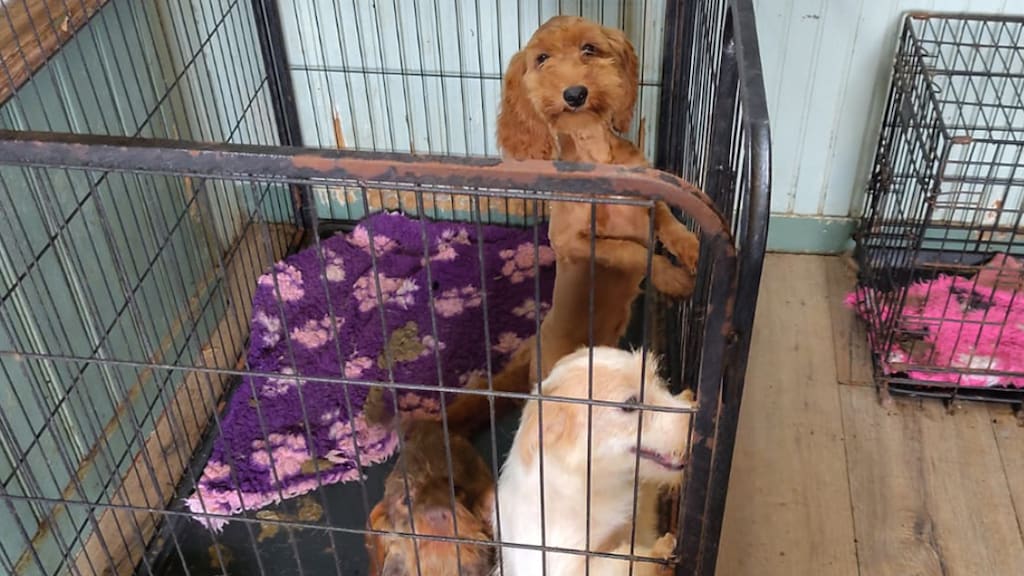 72 verwaarloosde honden onder erbarmelijke omstandigheden aangetroffen bij Friese fokker