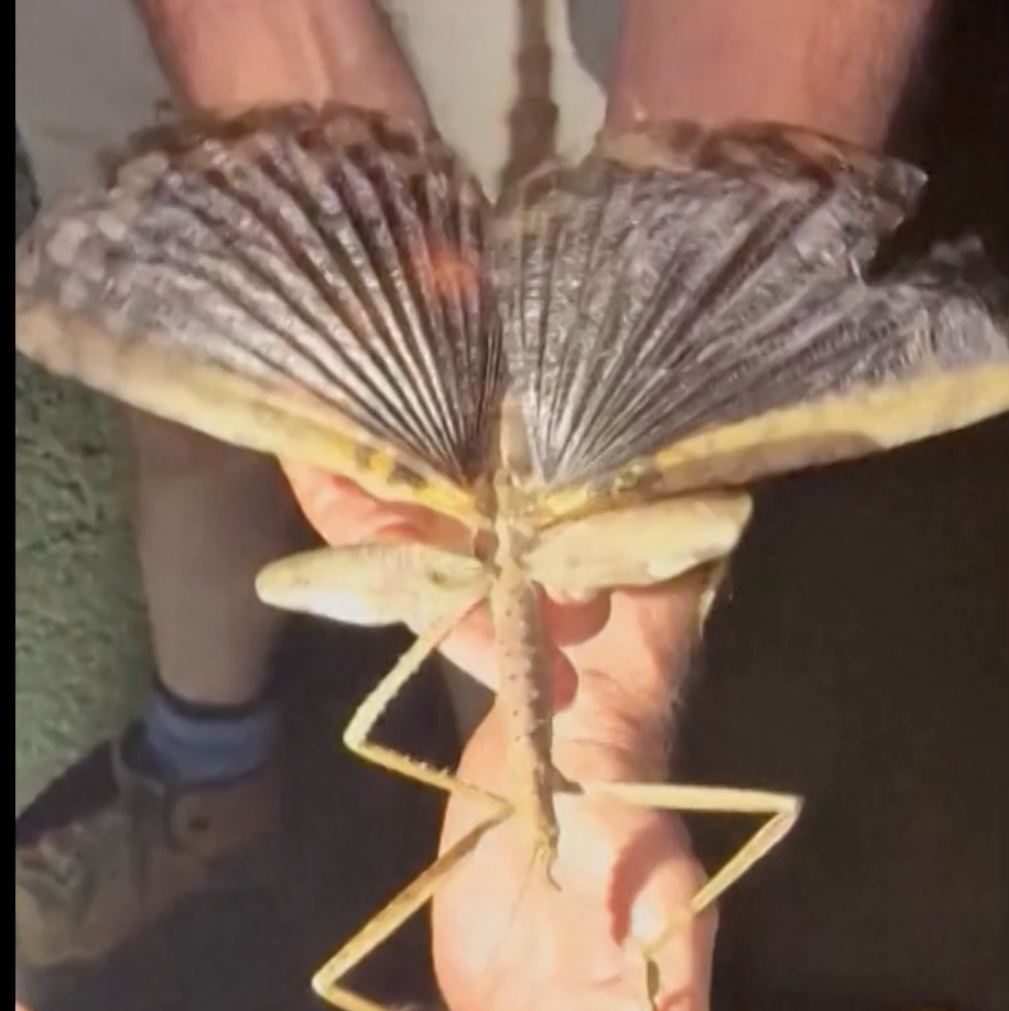  Enorme wandelende tak ontdekt: mogelijk het zwaarste insect van Australië