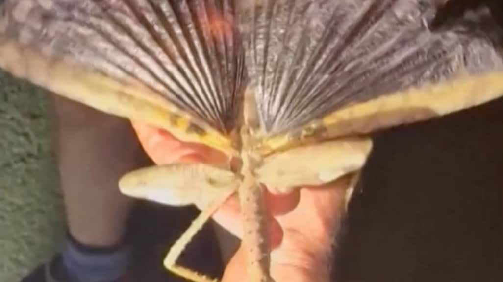 Enorme wandelende tak ontdekt: mogelijk het zwaarste insect van Australië