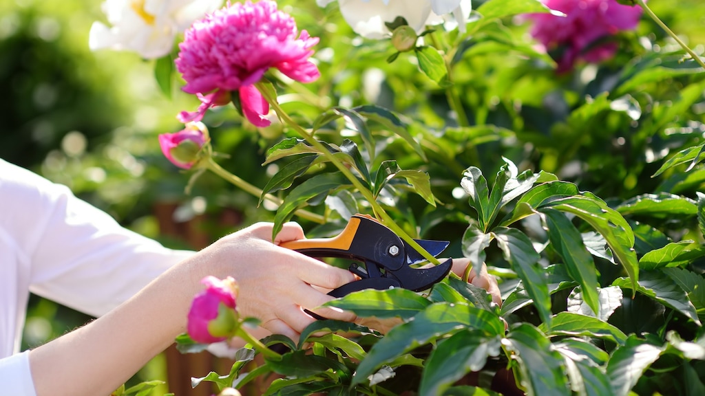 Deze planten en bomen kun je in augustus snoeien (en deze vooral niet)