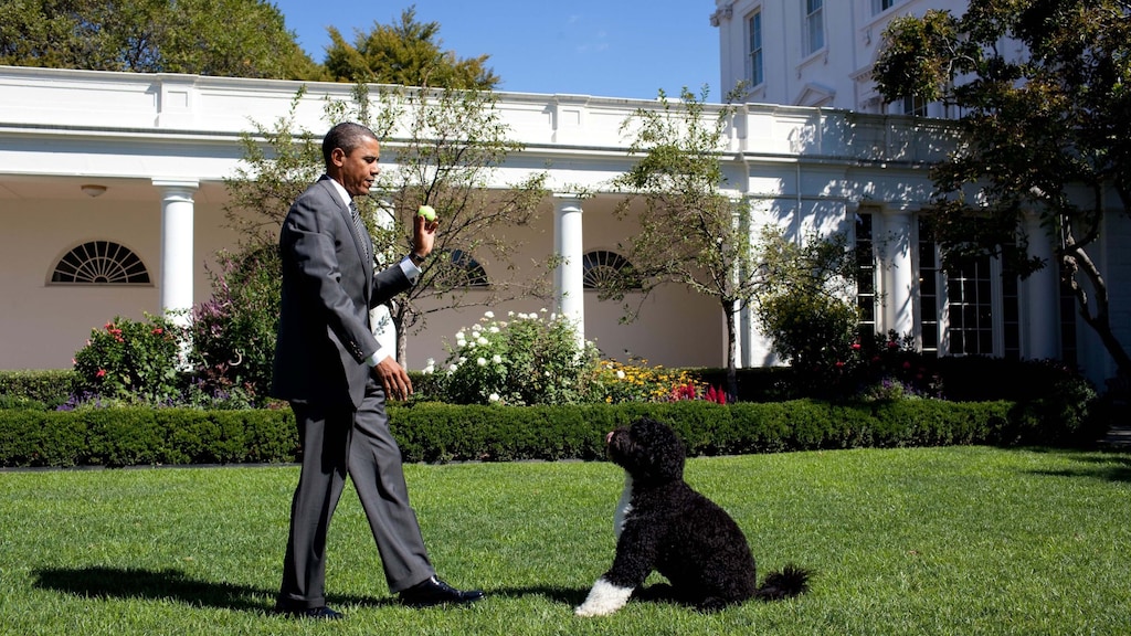 De Rose Garden in 2010, toen er nog gras lag. Oud-president Barack Obama gooit een bal op voor Bo, de hond van het gezin.
