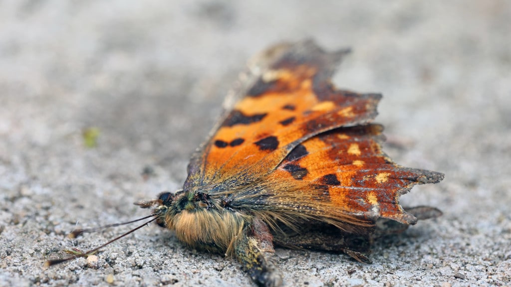 Pesticiden komen verder dan gedacht, en blijven lang: uniek onderzoek in beschermd natuurgebied