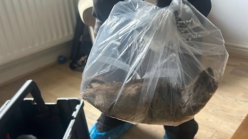 Megarat van 56 centimeter gevonden in Brits huis: 'Steeds meer ongedierte'