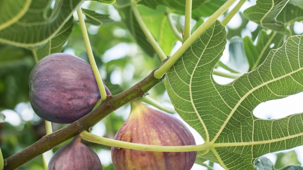 Volgend jaar meer rijpe vijgen aan je vijgenboom? Hier moet je op letten!