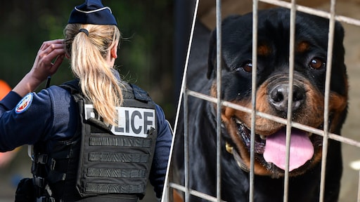 Rottweiler bijt 9-jarig kind thuis dood in Frankrijk, vader steekt hond neer