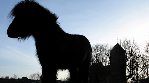 Drie maanden cel voor seksueel misbruiken shetlandpony, dader weer vrij