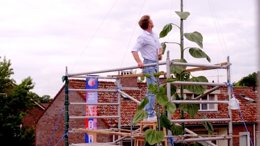 Jeroens zonnebloem gaat het wereldrecord nét niet halen, of toch wel? 'Nog 4 centimeter'