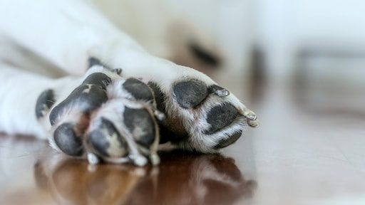 Spaanse politie vindt 32 honden die door uithongering stierven