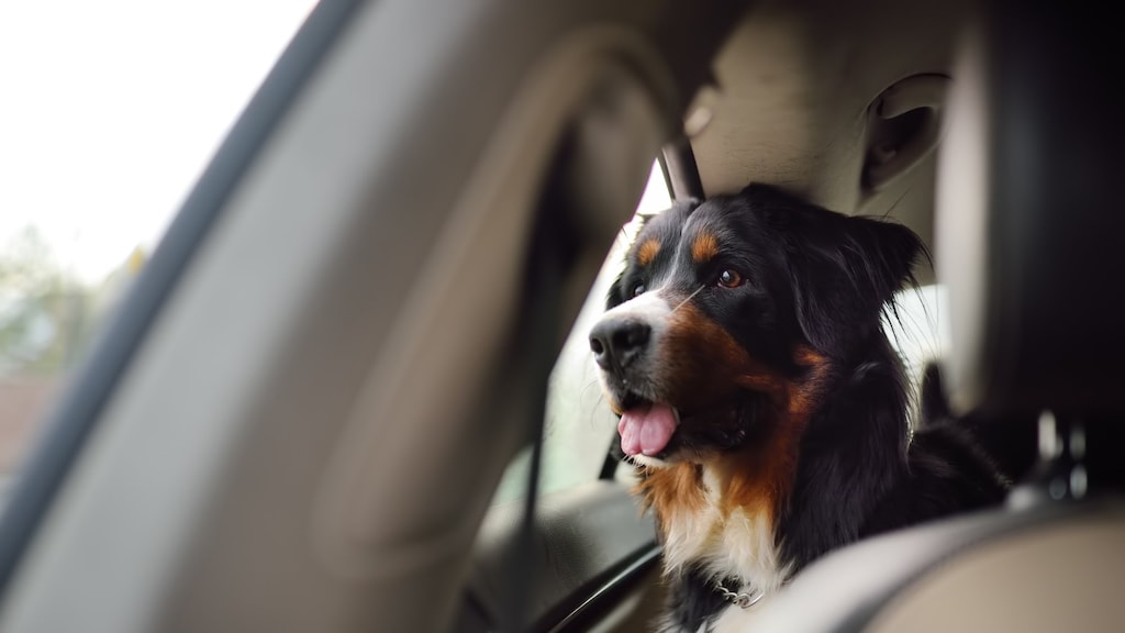 Hond met wagenziekte mee in de auto? Hier moet je op letten
