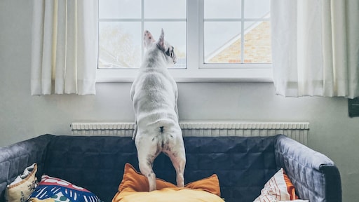 Verlatingsangst bij honden: dit kun je het beste doen volgens Dierenarts Piet Hellemans
