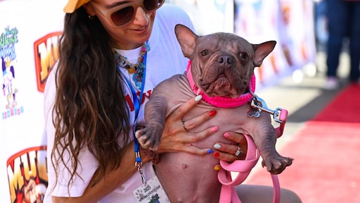 Petunia is het lelijkste hondje ter wereld, en die titel is niet alleen om te lachen
