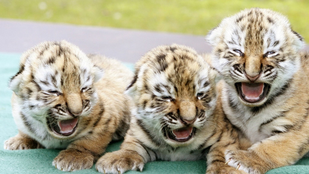 Duitse dierentuin doodt drie tijgerwelpjes, omdat moeder ze in de steek liet