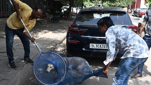 New Delhi wordt vrij van straathonden: honderdduizenden dieren moeten naar asiel