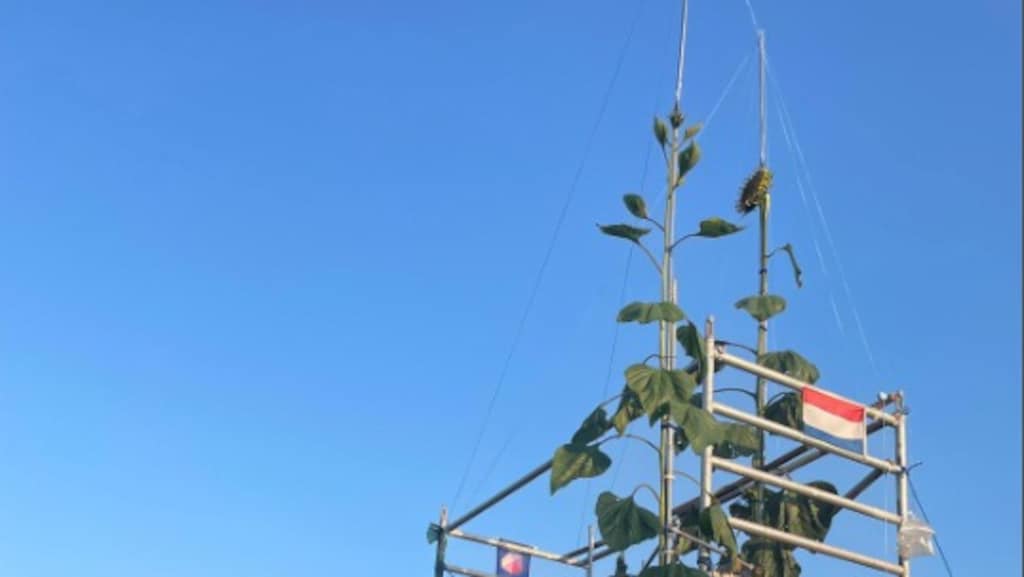 Ook de tweede zonnebloem van Jeroen groeit hard.