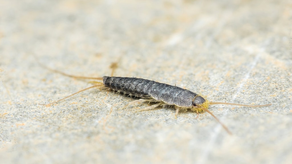 Zo kom je eenvoudig van zilvervisjes in je huis af