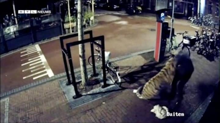 Eigenaar Museumwinkel boos om diefstal peperdure opgezette tijger