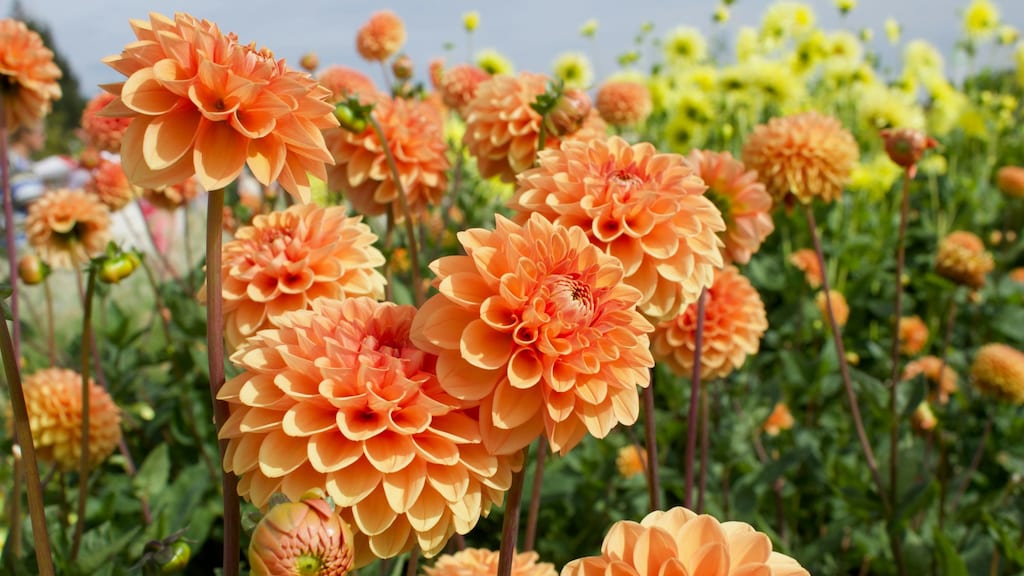 Zo geniet je zo lang mogelijk van bloeiende dahlia’s in de tuin
