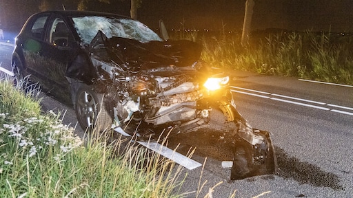 Automobilist klapt op loslopende waterbuffels, drie dieren dood