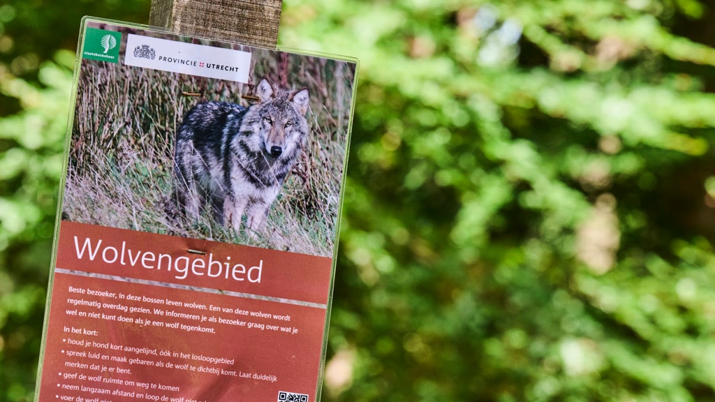 DNA-bewijs bevestigt: probleemwolf Bram verantwoordelijk voor beet bij 6-jarige jongen