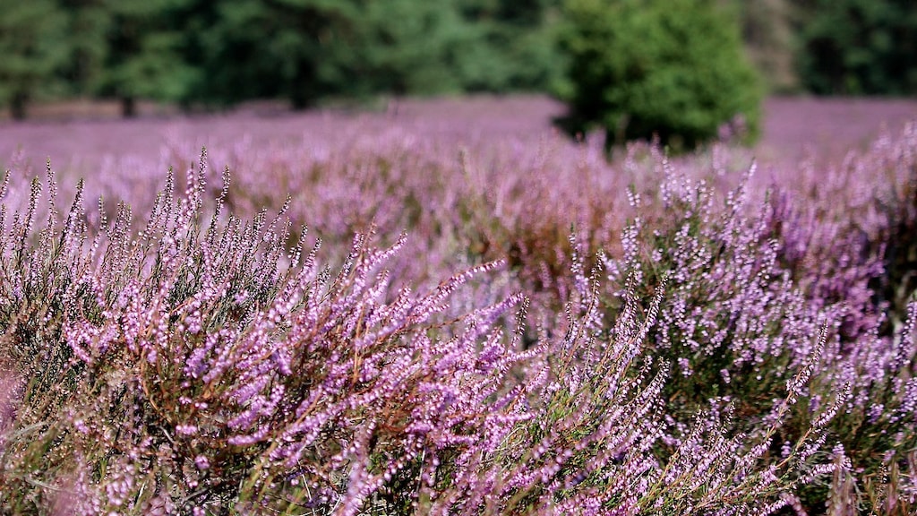 7 van de mooiste wandelroutes langs de paarse heide
