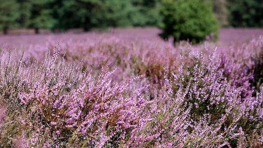7 van de mooiste wandelroutes langs de paarse heide