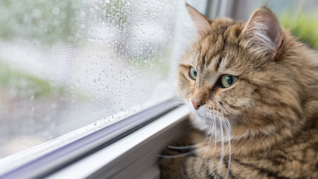 Waarom maken katten een krakend geluid als ze een vogel zien?