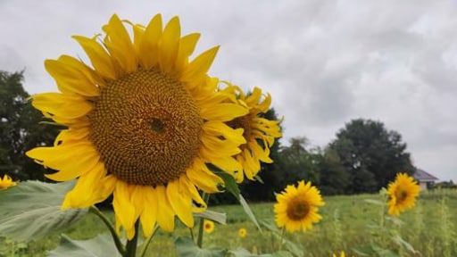 Dik pak bewolking zorgt voor frisse zondag, wel zonnig in het zuiden