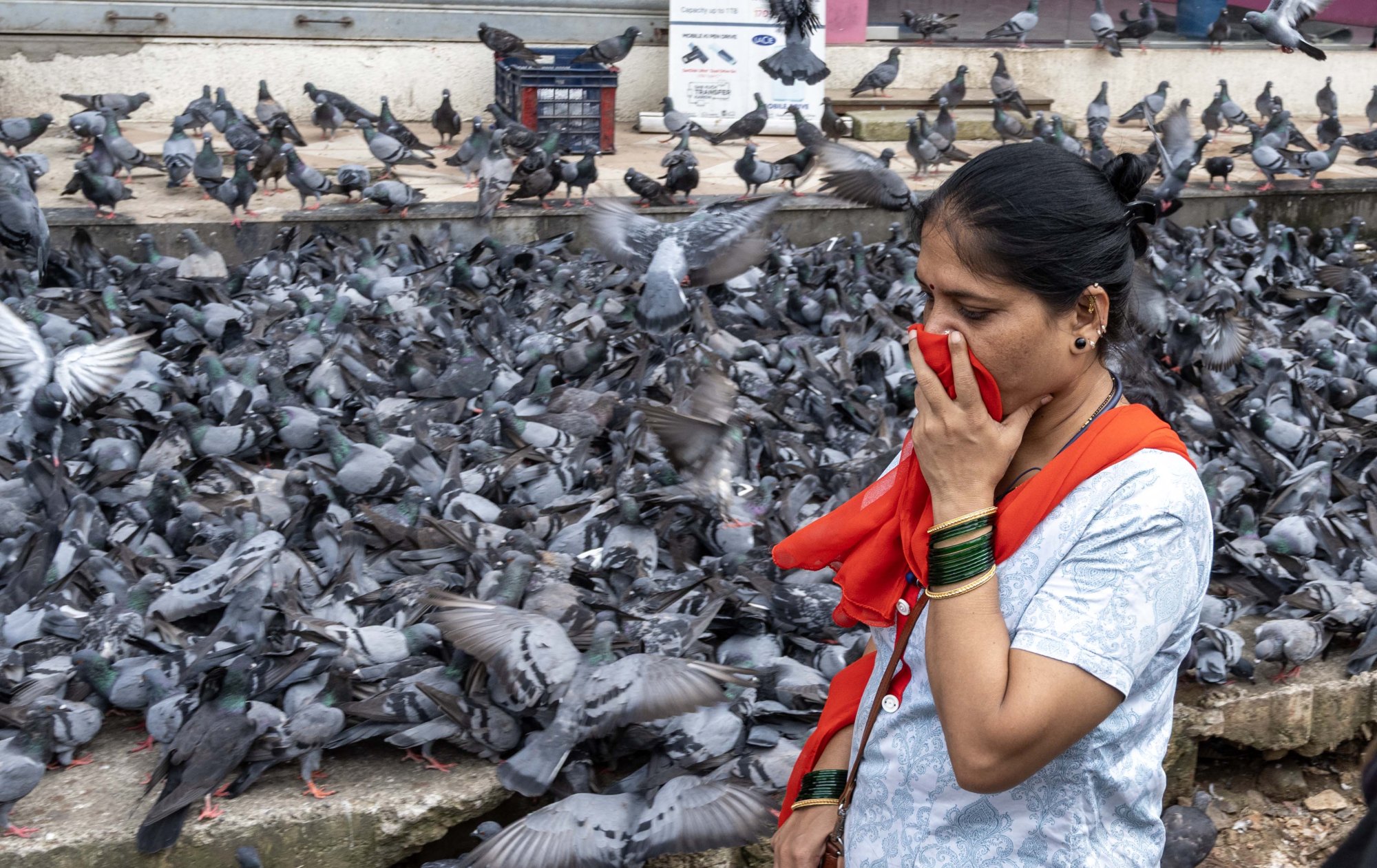 Mumbai verbiedt voeren duiven vanwege ziektes: is dat hier ook een risico?