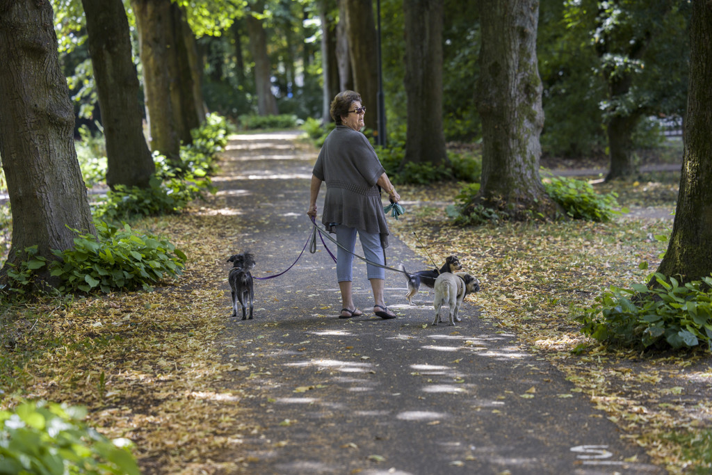 'Valse herfst' in onze bossen: 'Overlevingsstand van de boom'