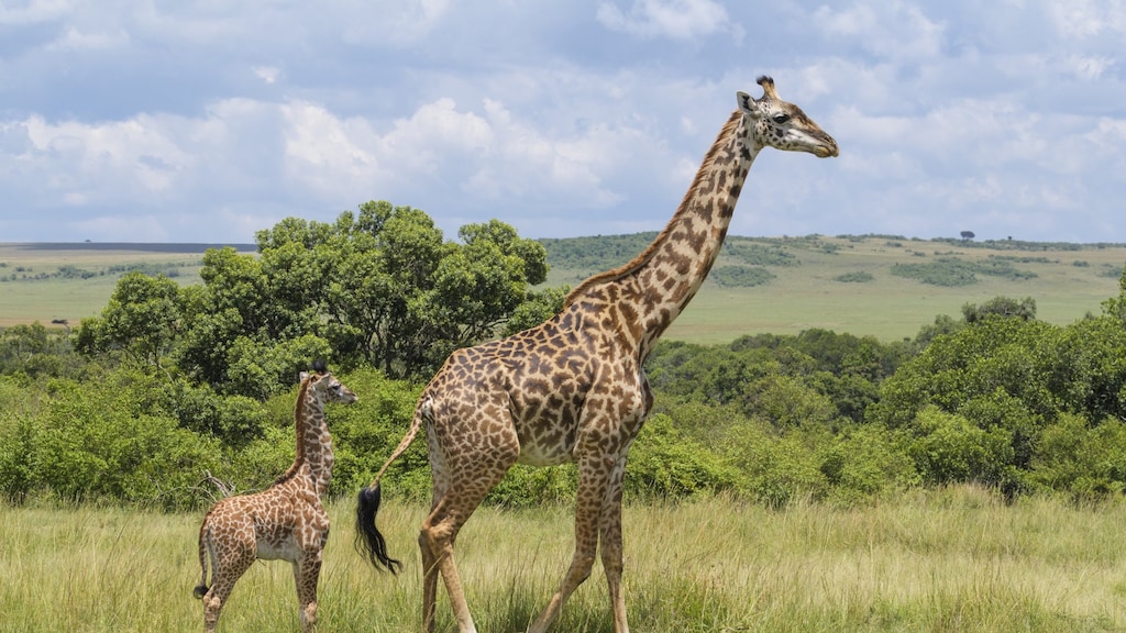 De Masai-giraffe heeft donkere, bladachtige vlekken.