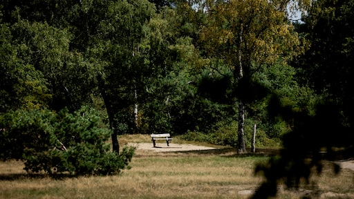 Verdachte (46) zedenmisdrijf in bos Zeist voorgeleid: verdacht van gewelddadige verkachting