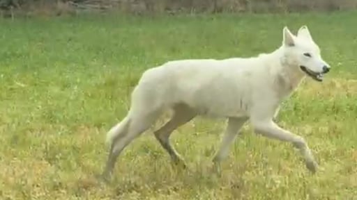 Onderzoek naar 'hybride wolf' in Limburg, werd doodgeschoten door politie