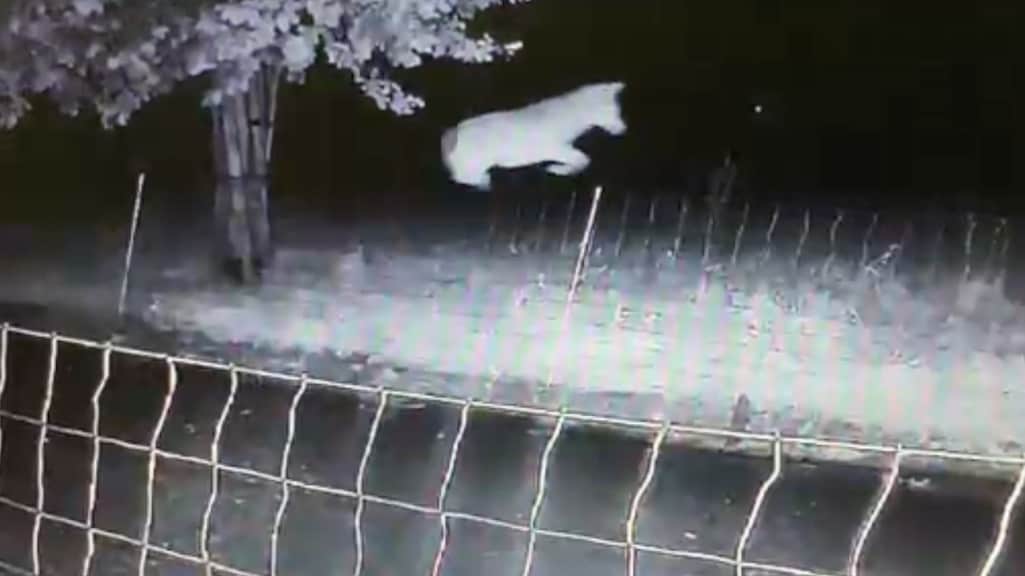 Wolf springt over wolfwerend raster: 'Wat kan agrariër nog doen?'