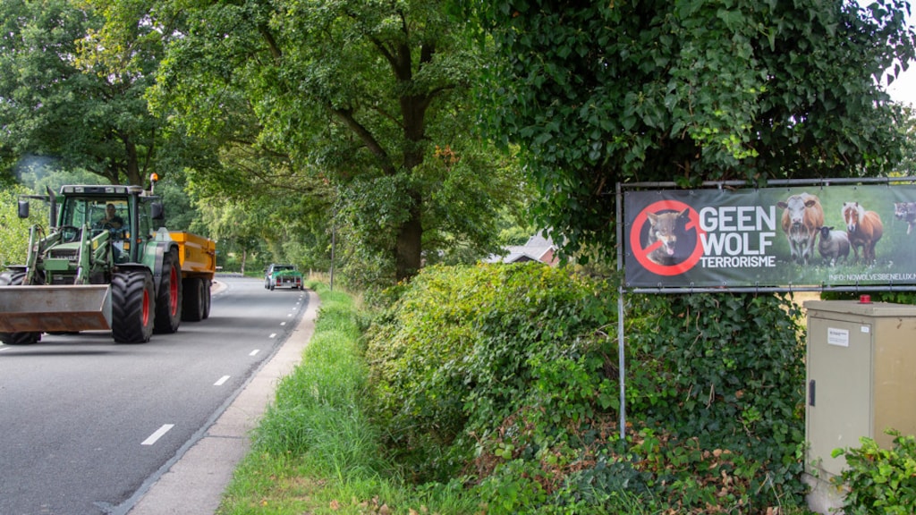 Springende wolf doodde 60 schapen, provincie wil afschot