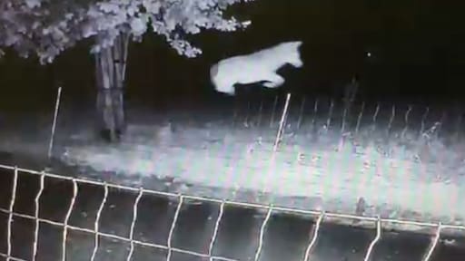 Vergunning afgegeven om hoogspringende wolf te doden