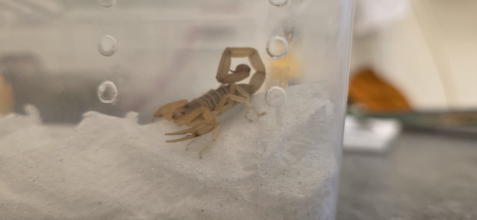 Haags gezin neemt onbewust uniek souvenir mee van Bonaire: schorpioen in koffer