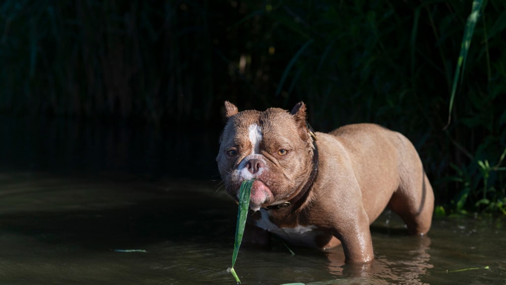 De American bully heeft een hele brede bek.